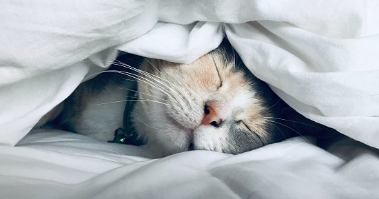 Сон — залог здоровья и корректного функционирования систем организма